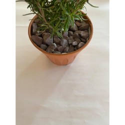 Bordo Dolomit ( 1-2 cm. Boy / 3 kg ) Dekoratif Cakıl Taşı