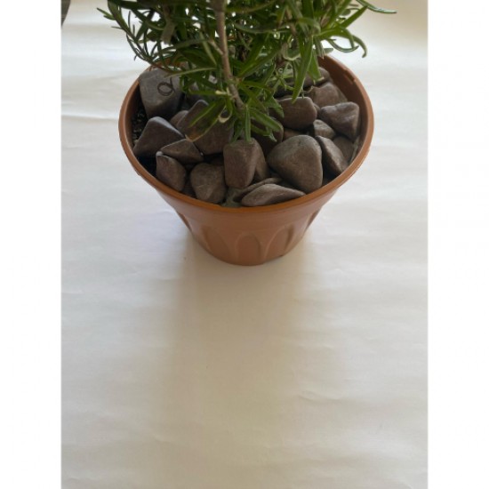 Bordo Dolomit ( 2-4 cm. Boy / 3 kg. ) Dekoratif Çakıl Taşı.