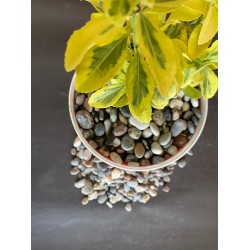 Doğal Nazilli Dere Taşı ( 1-2 cm Boy / 3 kg ) Bahçe Peyzaj Saksı Taşı