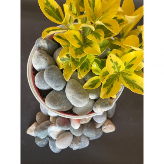 Doğal Nazilli Dere Çakıl Taşı ( 4-6 cm. Boy / 5 kg. ) Bahçe Peyzaj Saksı Taşı