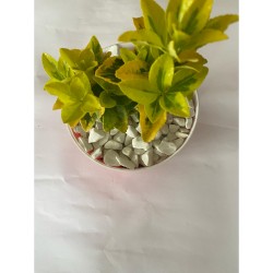 Beyaz Dolomit Taş (1-2 CM. BOY / 5 KG.) Dekoratif Cakıl Taşı