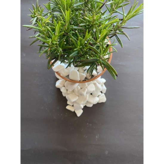 Beyaz Dolomit Taş (2-4 CM. BOY / 3 KG.) Dekoratif Çakıl Taşı.