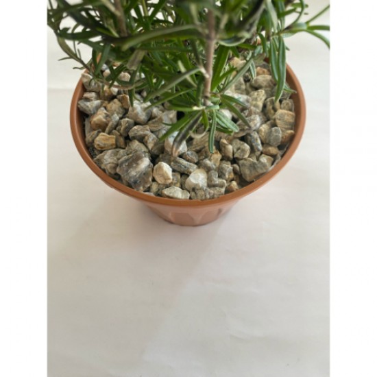 Gnays / Sarı / Gri / Damarlı / Dolomit / Taş ( 1.2 Cm. Boy / 5 Kg ) Dekoratif Çakıl Taşı.