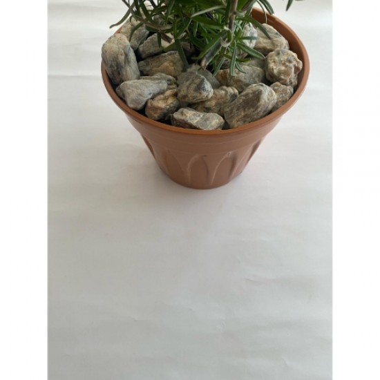 Gnays Dolomit ( 2.4 cm. Boy / 10 kg ) Sarı Gri Damarlı Dekoratif Cakıl Taşı