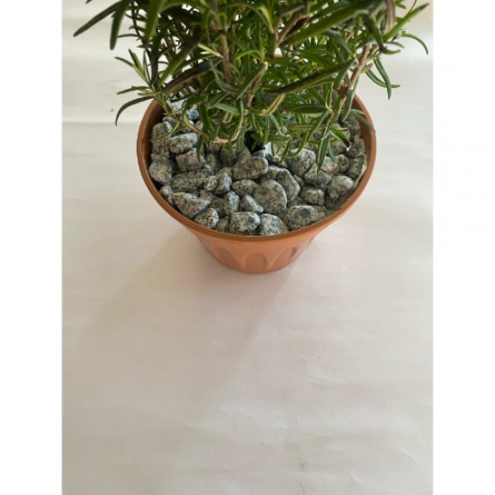 Granit Dolomit ( 1-2 cm. Boy / 10 kg. ) Benekli Dekoratif Çakıl Taşı