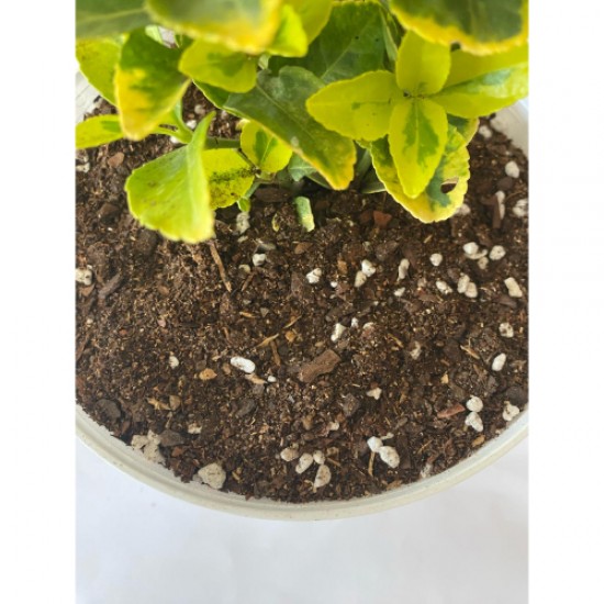 Perlit Karışımlı Orman Torfu ( 3 Litre ) İç Mekan Dış Mekan Bitki Torfu