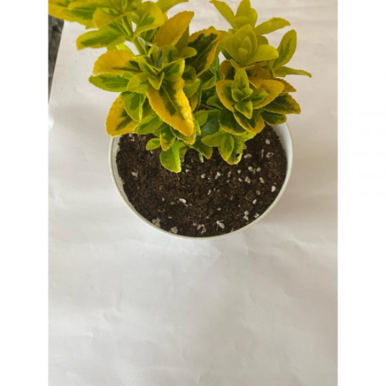 Perlit Karışımlı Orman Torfu ( 3 Litre ) İç Mekan Dış Mekan Bitki Torfu